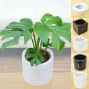 ミニ観葉植物 ハイドロ 観葉植物の販売 ギフトならフラワーコーポレーション