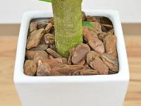 【送料無料】観葉植物 ガジュマル(多幸の木)朴タイプ 一本立ち ロングスクエア陶器鉢植え 7号サイズ