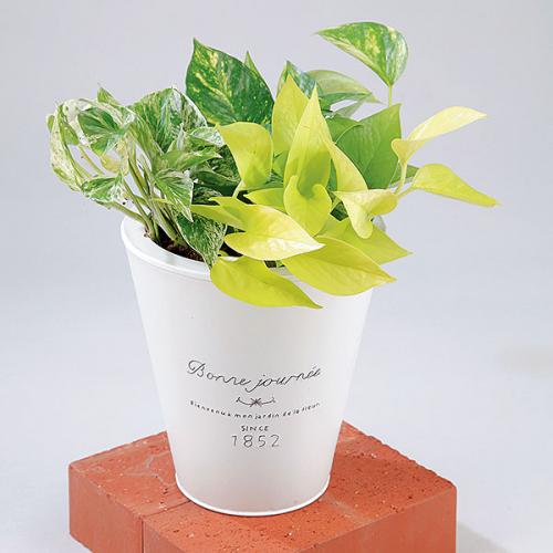 送料無料 観葉植物ポトス 3種寄せ植え ブリキポット 観葉植物の販売 ギフトならフラワーコーポレーション