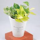 【送料無料】観葉植物ポトス 3種寄せ植え ブリキポット