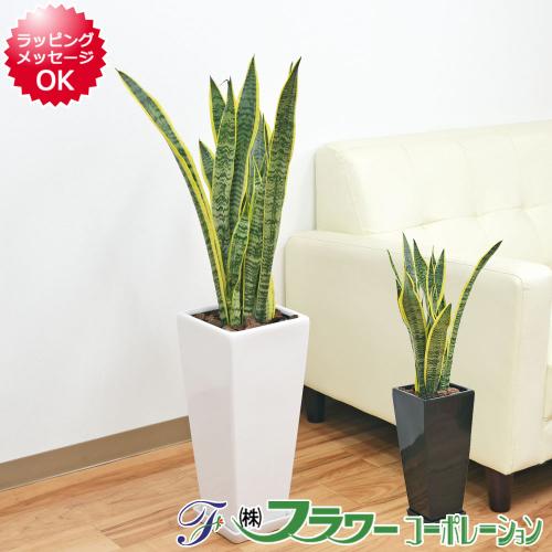 観葉植物 サンスベリア サンセベリア ローレンティ 7号 ロングスクエア陶器鉢植え 観葉植物の販売 ギフトならフラワーコーポレーション