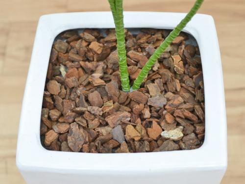 送料無料 人工観葉植物 ドラセナ ソングオブジャマイカ スクエア陶器鉢 光触媒加工 観葉植物の販売 ギフトならフラワーコーポレーション