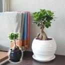 観葉植物 ガジュマル 多幸の木 ボール形陶器鉢 ホワイト ブラック 送料無料