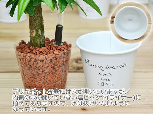 送料無料 ミニ観葉植物 ハイドロカルチャー ブリキポット 3鉢セット 水位計付き 観葉植物の販売 ギフトならフラワーコーポレーション