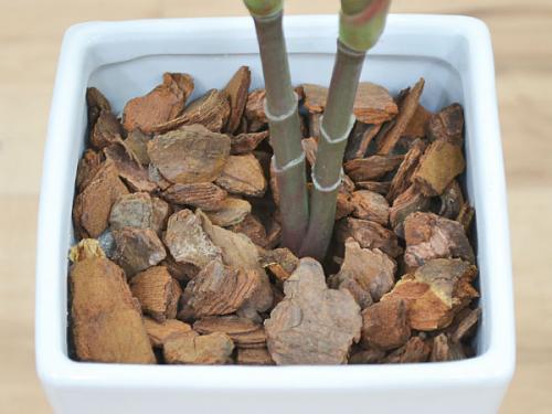 送料無料 人工観葉植物 赤ドラセナ スクエア陶器鉢 光触媒加工 観葉植物の販売 ギフトならフラワーコーポレーション