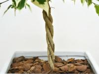 【送料無料】観葉植物 ベンジャミン・スターライト(斑入り) スクエア陶器鉢植え