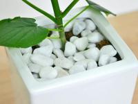 【送料無料】観葉植物 フィカス・ウンベラータ(ゴム) スクエア陶器鉢植え