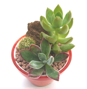 すべての美しい花の画像 無料ダウンロードサボテン 観葉 植物 種類