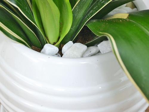 送料無料 観葉植物 万年青 オモト 甲竜 ボール型陶器鉢植え 観葉植物の販売 ギフトならフラワーコーポレーション