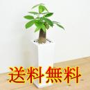 【送料無料】観葉植物 パキラ スクエア陶器鉢植え