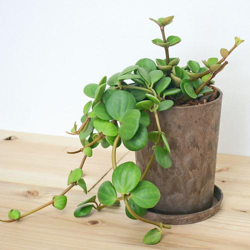 観葉植物 多肉植物 ペペロミア ホープ エコ鉢 ブラウン おしゃれ 観葉植物 多肉植物 ペペロミア ホープ エコ鉢 ブラウン おしゃれ