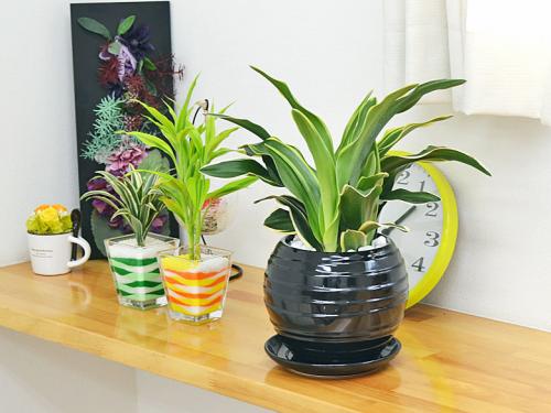 送料無料 観葉植物 万年青 オモト 甲竜 ボール型陶器鉢植え 観葉植物の販売 ギフトならフラワーコーポレーション