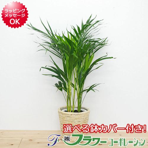 観葉植物 アレカヤシ 6号 鉢カバー付き おしゃれ お祝い 送料無料 観葉植物の販売 ギフトならフラワーコーポレーション