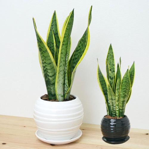 送料無料 観葉植物 サンスベリア サンセベリア ボール型陶器鉢 観葉植物の販売 ギフトならフラワーコーポレーション