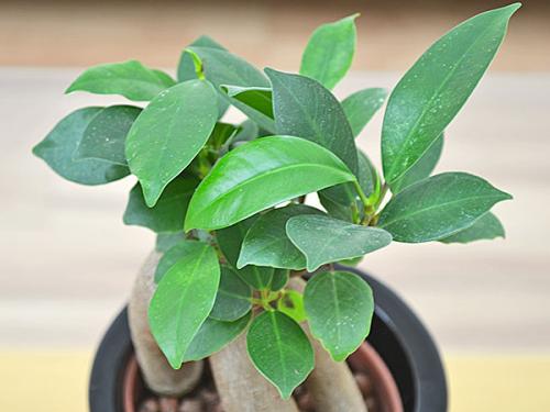 送料無料 ミニ観葉植物 ガジュマル ハイドロカルチャースタイリッシュ陶器鉢付き 観葉植物の販売 ギフトならフラワーコーポレーション 送料無料 ミニ観葉植物 ガジュマル ハイドロカルチャースタイリッシュ陶器鉢付き 観葉植物の販売 ギフトならフラワーコーポレーション