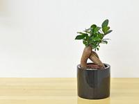 【送料無料】ミニ観葉植物 ガジュマル ハイドロカルチャースタイリッシュ陶器鉢付き