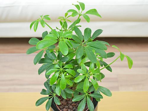 送料無料 ミニ観葉植物 ホンコンカポック シェフレラ ハイドロカルチャースタイリッシュ陶器鉢付き 観葉植物 の販売 ギフトならフラワーコーポレーション