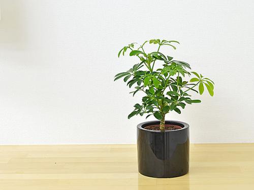 送料無料 ミニ観葉植物 ホンコンカポック シェフレラ ハイドロカルチャースタイリッシュ陶器鉢付き 観葉植物の販売 ギフトならフラワーコーポレーション