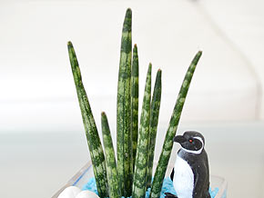 ミニ観葉植物 サンスベリア カラーサンド植え ペンギンフィギュア付き 葉の拡大
