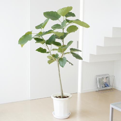 観葉植物 フィカス ウンベラータ ゴム 大鉢 10号 バーク付き 観葉植物の販売 ギフトならフラワーコーポレーション 観葉植物 フィカス ウンベラータ ゴム 大鉢 10号 バーク付き 観葉植物の販売 ギフトならフラワーコーポレーション