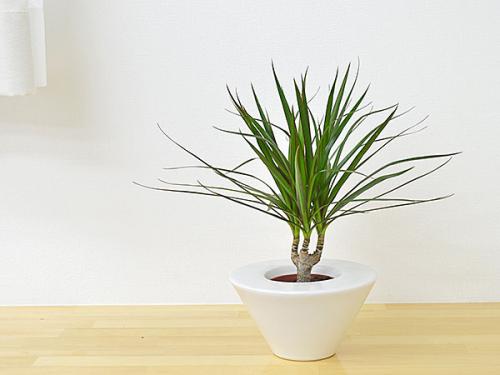 送料無料 ミニ観葉植物 ドラセナ コンシンネ ハイドロカルチャースタイリッシュ陶器鉢付き 観葉植物の販売 ギフトならフラワーコーポレーション