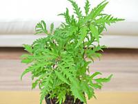 ポリシャス ハイドロカルチャー