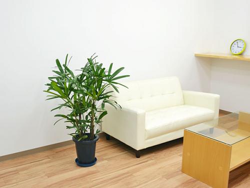 送料無料 観葉植物 観音竹 カンノンチク 中鉢 8号 観葉植物の販売 ギフトならフラワーコーポレーション