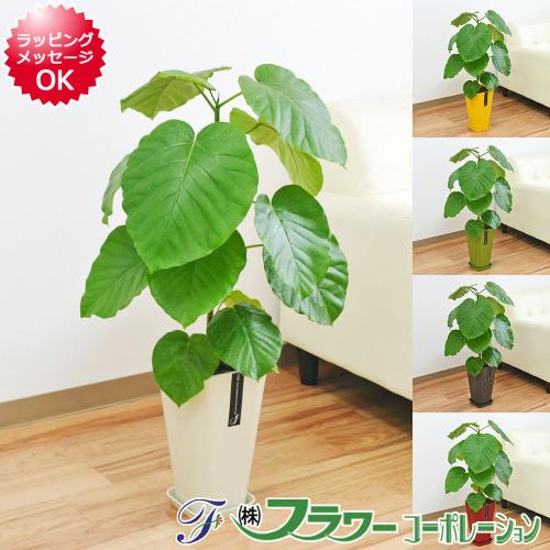 送料無料 観葉植物 ウンベラータ ゴム フィカス カラースクエアポット 6号 観葉植物の販売 ギフトならフラワーコーポレーション