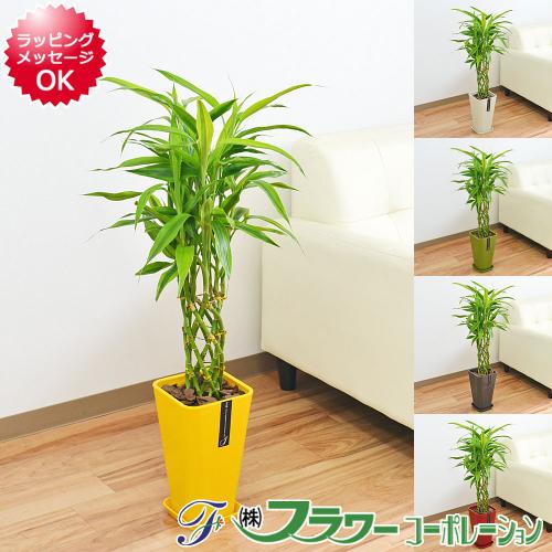 送料無料 観葉植物 ミリオンバンブー 万年竹 カラースクエアポット 6号 観葉植物の販売 ギフトならフラワーコーポレーション