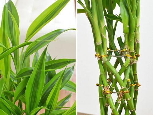 送料無料 観葉植物 ミリオンバンブー 万年竹 カラースクエアポット 6号 観葉植物の販売 ギフトならフラワーコーポレーション