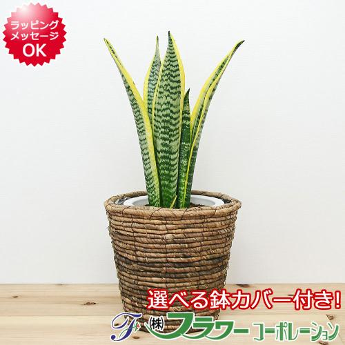 観葉植物 サンスベリア ローレンティ 6号サイズ 鉢カバー付き 観葉植物の販売 ギフトならフラワーコーポレーション