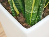 【送料無料】観葉植物 サンスベリア・ローレンティ ロングスクエア陶器鉢植え BIGサイズ