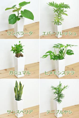 送料無料 観葉植物 4号スクエア陶器鉢植え 4鉢セット 観葉植物の販売 ギフトならフラワーコーポレーション 送料無料 観葉植物 4号スクエア陶器鉢植え 4鉢セット 観葉植物の販売 ギフトならフラワーコーポレーション