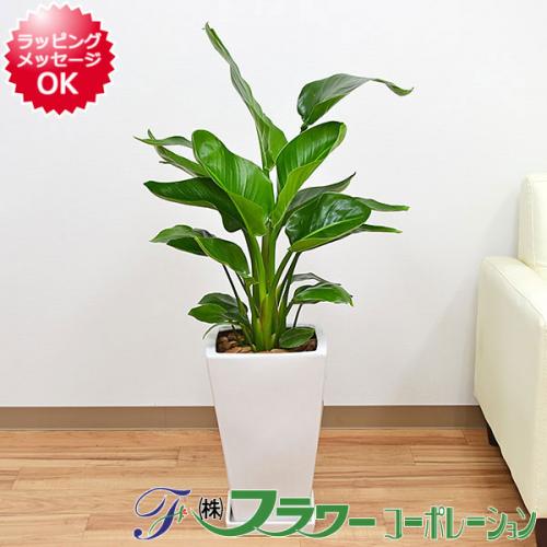 送料無料 観葉植物 ストレリチア オーガスタ スクエア陶器鉢植え 8号サイズ 観葉植物の販売 ギフトならフラワーコーポレーション