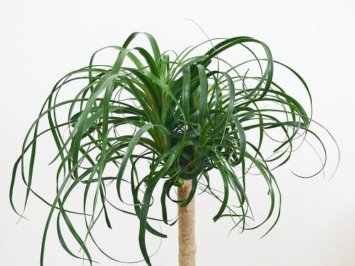 送料無料 観葉植物 ポニーテール トックリラン 中鉢 8号 観葉植物の販売 ギフトならフラワーコーポレーション 送料無料 観葉植物 ポニーテール トックリラン 中鉢 8号 観葉植物の販売 ギフトならフラワーコーポレーション