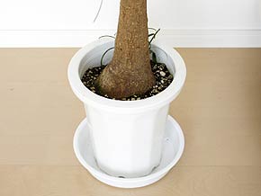 観葉植物ポニーテール 8号 幹下部の拡大