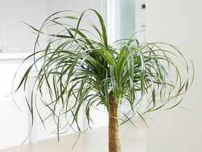 観葉植物ポニーテール 8号 葉の拡大