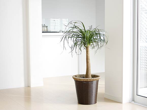 観葉植物ポニーテール 8号 イメージ