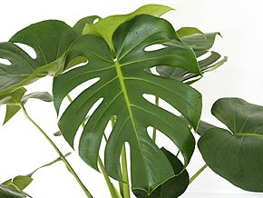 観葉植物モンステラ 8号サイズ 葉の拡大
