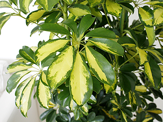 観葉植物 斑入りホンコンカポック 大鉢(10号) 葉の拡大