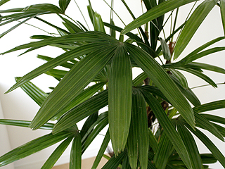 観葉植物 観音竹 カンノンチク 大鉢 10号 観葉植物の販売 ギフトならフラワーコーポレーション 観葉植物 観音竹 カンノンチク 大鉢 10号 観葉植物の販売 ギフトならフラワーコーポレーション