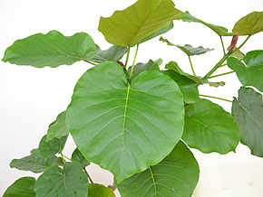 観葉植物フィカス・ウンベラータ(ゴム) 大鉢(10号) バーク付き 葉の拡大