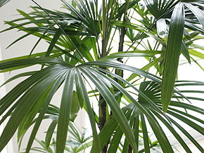 観葉植物 棕櫚竹(シュロチク) 大鉢(10号) 葉の拡大