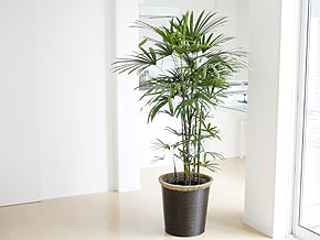 観葉植物 棕櫚竹(シュロチク) 大鉢(10号) 設置イメージ