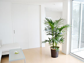 観葉植物ケンチャヤシ 大鉢(10号) イメージ