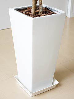 人工観葉植物ベンジャミン ロングスクエア陶器鉢の拡大