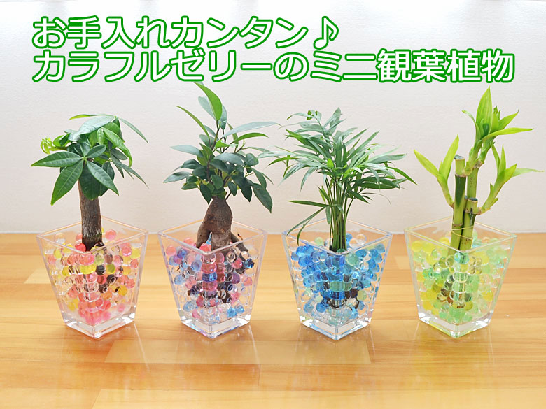 観葉植物の販売 ギフトならフラワーコーポレーション 送料無料 ミニ観葉植物 パキラ スクエアガラスゼリー植え